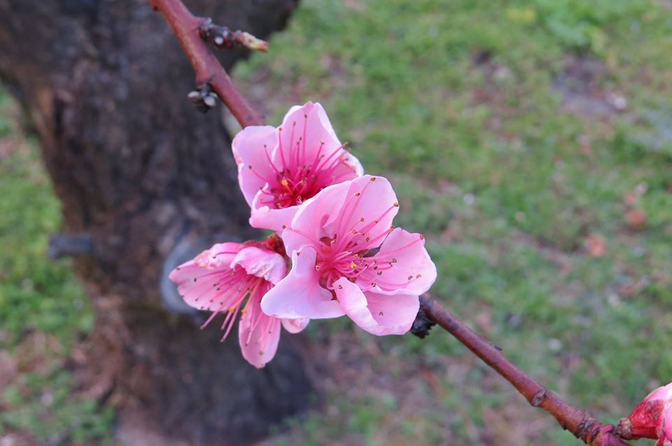 blossom nectarine