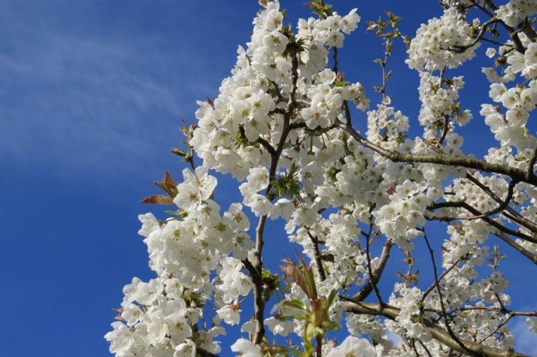 cherry-blossom