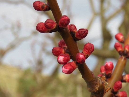 first blossom