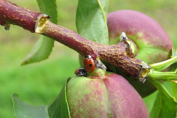 ladybirds