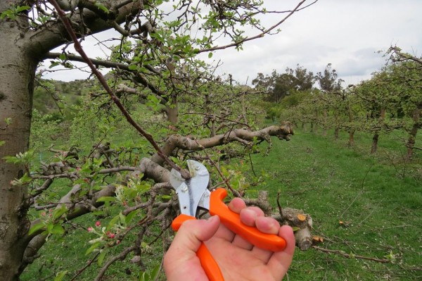 last-pruning-cut